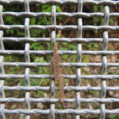 Austrolimnophila crassipes
