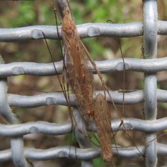 Austrolimnophila crassipes
