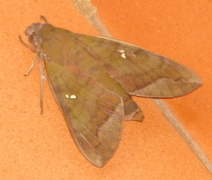 Nephele hespera