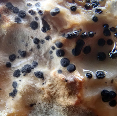 Collemopsidium ostrearum