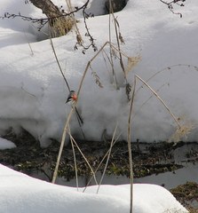 Pyrrhula pyrrhula cassinii