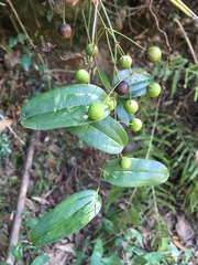 Smilax lanceifolia