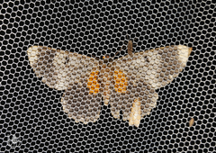 Amblychia subrubida