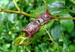 Rolstoniellus boutanicus