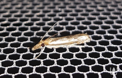 Anaclastis apicistrigellus