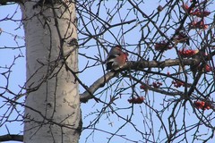 Pyrrhula pyrrhula cassinii