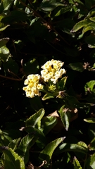 Lantana