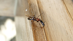 Camponotus mirabilis
