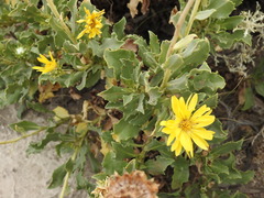 Grindelia chiloensis