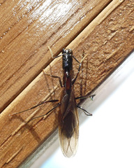Camponotus mirabilis