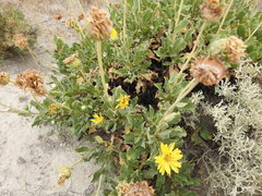 Grindelia chiloensis