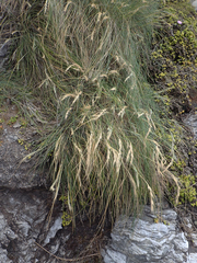 Festuca coxii