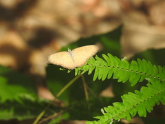 Mestra hersilia
