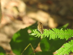 Mestra hersilia