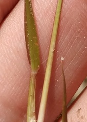 Eragrostis amurensis