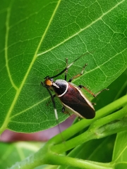 Hemithyrsocera histrio