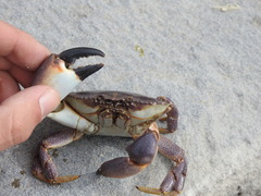 Danielethus crenulatus