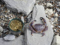 Danielethus crenulatus