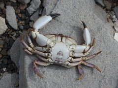 Danielethus crenulatus