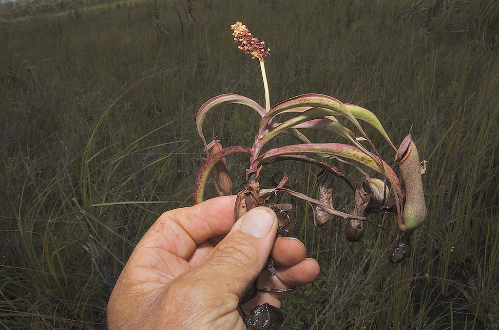 Nepenthes parvula, Queensland, AU