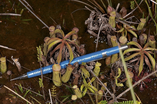 Nepenthes parvula