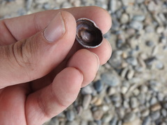 Siphonaria lessonii