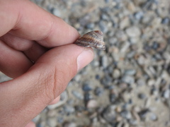 Siphonaria lessonii