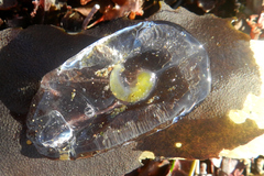 Cyclosalpa bakeri