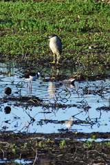 Nycticorax nycticorax
