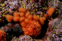 Pseudodistoma novaezelandiae