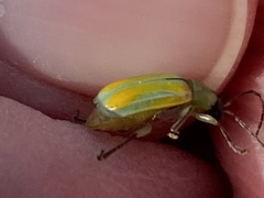 Diabrotica longicornis