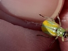 Diabrotica longicornis
