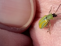 Diabrotica longicornis