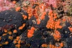 Pseudodistoma novaezelandiae
