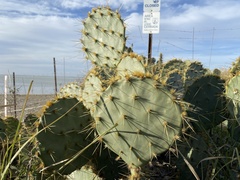 Opuntia gomei