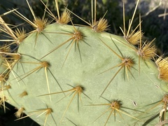 Opuntia gomei