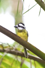 Crested Shriketit photo 1