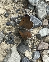 Lycaena tama