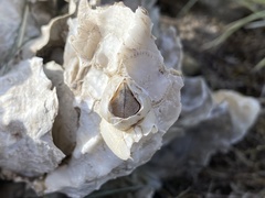 Amphibalanus eburneus