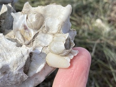 Amphibalanus eburneus