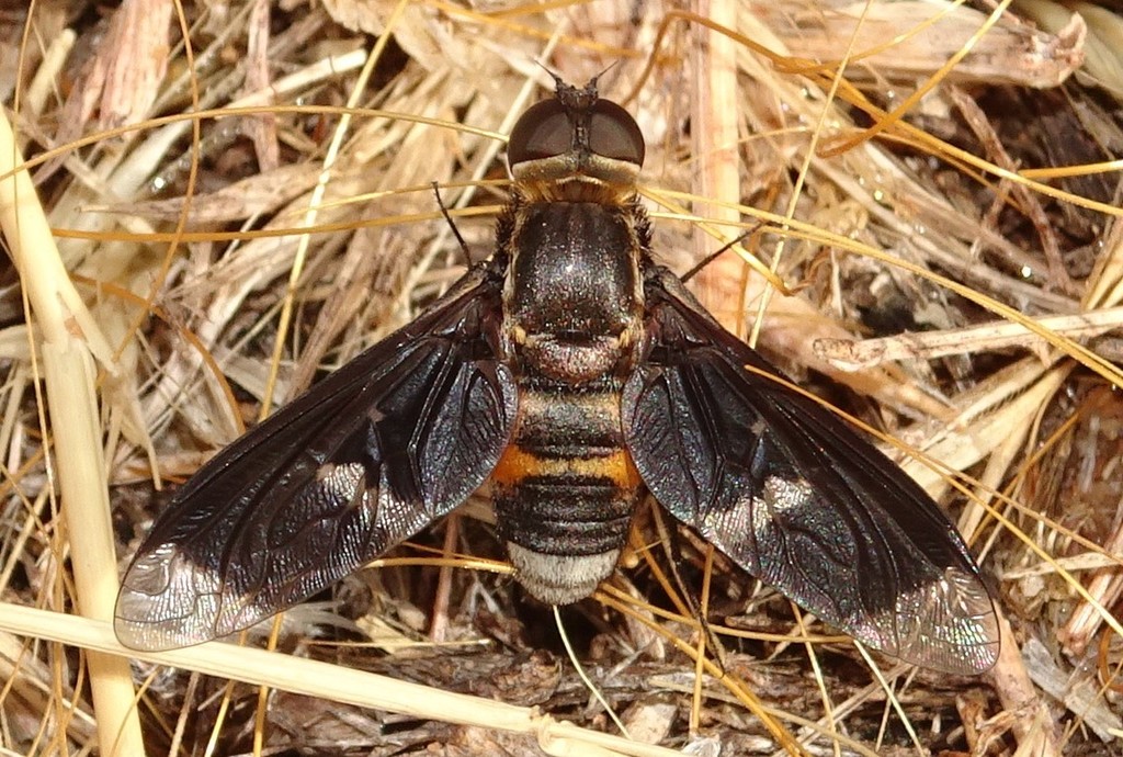Muwarna