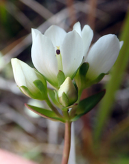 Gentianella chathamica