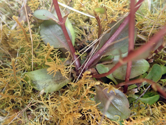 Gentianella chathamica