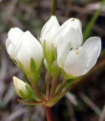 Gentianella chathamica