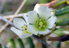 Gentianella chathamica