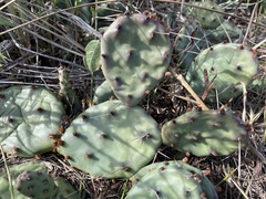 Opuntia fusco-atra