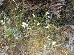 Gentianella chathamica