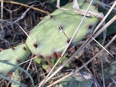 Opuntia fusco-atra