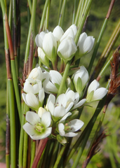 Gentianella chathamica