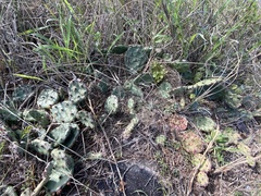Opuntia fusco-atra